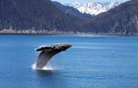 You can go with professional guides or on your own. Kenai Peninsula Things To Do Switchback Travel