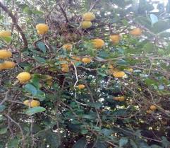 Image result for Dovyalis macrocalyx