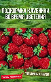 чем подкормить томаты во время цветения и завязывания плодов Podkormka Klubniki Vo Vremya Cveteniya Posadka Klubniki Klubnichnyj Sad Klubnika