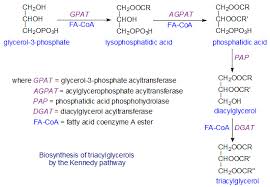 Triacylglycerols Triglycerides 2 Biosynthesis And