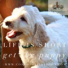 If you are unable to find your labradoodle puppy in our puppy for sale or dog for sale sections, please consider looking thru thousands of labradoodle dogs for adoption. 35 Cream Goldendoodles Ideas Goldendoodle Goldendoodle Puppy Companion Dog
