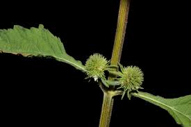 Image result for Hyptis