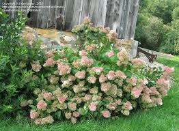 We did not find results for: Plantfiles Pictures Panicle Hydrangea Tree Hydrangea Little Lamb Hydrangea Paniculata By Karigrows