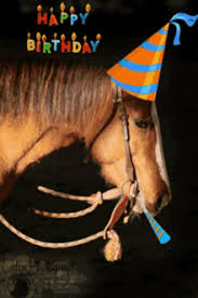 Happy Birthday Horse Gifs Tenor