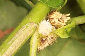 Image result for Struchium