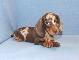 The tiny black and tan dachshund is crocheted by embroidery threads. Short Hair Miniature Dachshund Puppies For Sale Dapple Dachshund Miniature Dachshund Puppy Miniature Dapple Dachshund
