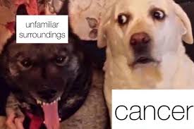 Human beings and other animals have had cancer throughout recorded history. 21 Cancer Memes That Totally Get The Zodiac S Most Sensitive Sign Horoscope Com