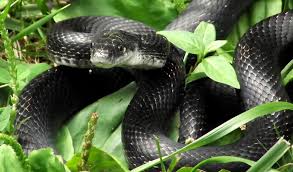 I have found snake skins in my laundry room cabinet for the past three years. Black Snakes Are My Friend They Keep The Copperheads Out Of The Yard Snake Pets Animals