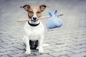 Like craigslist, usnetads.com offers classified ads to users in the usa. Adopt A Pet Com Blog Help Keep Pets Safe From Classified Sites Adopt A Pet Com Blog