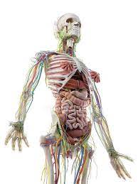 We will look at achieving smooth surfaces and accurate sculpting. Female Upper Body Anatomy And Internal Organs Computer Illustration Human Anatomy Normal Stock Photo 308616156