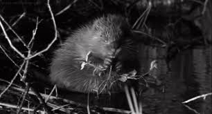 From longman dictionary of contemporary englishrelated topics: Urban Dictionary Beaver Bite
