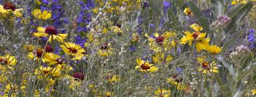 Maybe you would like to learn more about one of these? Tapteal Native Plants