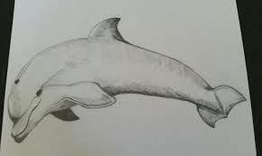 Pin By Sherri Wilde On Tattoo In 2020 Dolphin Drawing Drawings Illustration