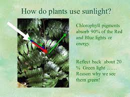One that loses its leaves in winter. Trivia Why Are Plants Green In Spring Summer And Brown In Autumn Ppt Download