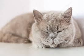 British Shorthair Cat Lying On White Table Stock Photo Sponsored Cat Lying British Shorthair Ad Katt