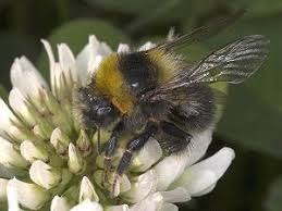 Image result for Bombus semenoviellus