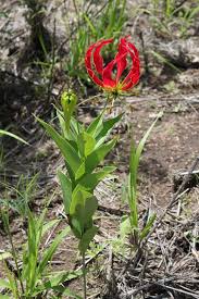 Image result for Sesamum parviflorum