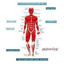 Simplified Muscular System Labeled Body Part Chart Removable Wall Graphic
