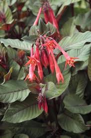 Berasal dari hindia barat, gartenmeister fuchsia ( fuchsia triphylla 'gartenmeister bonstedt') adalah bunga abadi yang. Fuchsia Gartenmeister Bonstedt Stock Image C007 4400 Science Photo Library