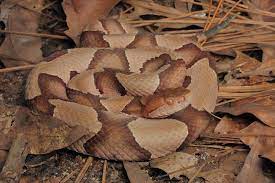 Southern Copperhead Southern Buddhist Meditation
