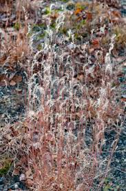 Image result for Aristida diminuta