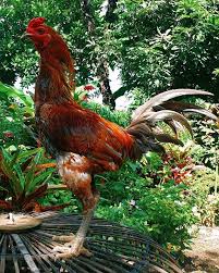 Sejarah Ayam Mangon Sejarah