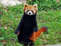 At Least 218 Red Pandas Found In Eastern Nepal The Himalayan Times Panda Habitat Panda Red Panda