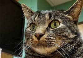 When you have a pet emergency, seconds count. Dogwood Pet Hospital Loves Park Veterinarians