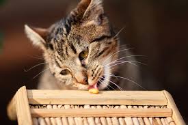 Find out in this video. Can Cats Eat Mango What Every Cat Owner Should Know
