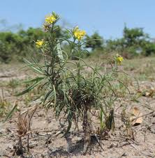 Image result for Vahlia