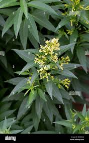 Image result for Cestrum parqui