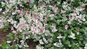 The edible flowers of jasmine officinale are intensely fragrant and are. Plant Profile Snow In Summer Asiatic Jasmine A Great Ground Cover For Heat Youtube