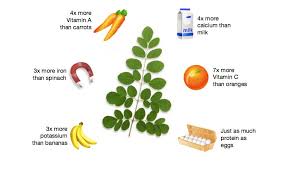 Image result for Moringaceae