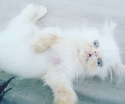 Irankedisisahiplendirme Irankedisi Kedi Cat Like Ins Cats Kittens Animals