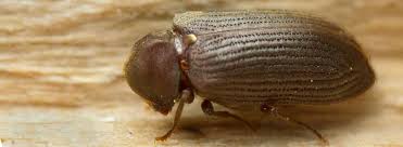The coloration of furniture beetles vary. Woodworm Beetles That Can Affect Your Property Peter Cox