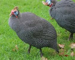 Ayam kalkun bertelur mp3 & mp4. Cara Ternak Ayam Petelur Ayam Ketawa Ayam Mutiara Dan Kalkun Diedit Com