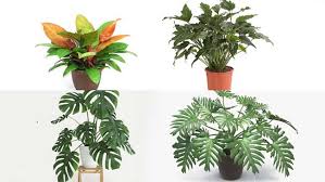 Bukan cuma mempercantik dan membuat suasana menjadi asri, tanaman juga punya manfaat khusus yang bisa dinikmati seisi rumah, lho. 11 Jenis Philodendron Paling Populer Di Tanah Air Klik Ini Klik Hijau