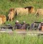 Safari tours from www.go2africa.com
