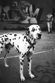 A Love Spell No Ingredients Call Whatsapp 27843769238 Dog Breeds Dogs Pet People