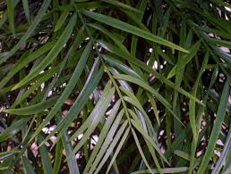 Image result for Afrocarpus falcatus