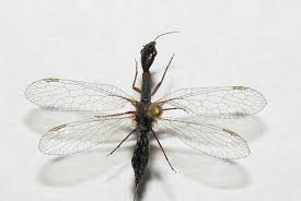 Image result for Raphidiocystis