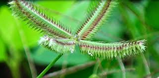 Image result for Dactyloctenium aegyptium