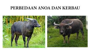 Rutin dimandikan salah satu cara yang paling umum. Inilah Perbedaan Anoa Dan Kerbau Dua Mamalia Yang Sangat Mirip Star Farm International