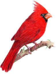 The cardinal tattoo does hold symbolic value. Download Tattoos Of Cardinal Birds Red Blue Jay Birds Png Image With No Background Pngkey Com