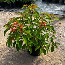 Image result for Hamelia patens