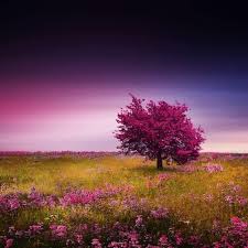 However, the beauty of the dogwood does not stop there. 15 Beautiful Trees With Pink Flowers Happy Diy Home