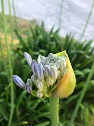 Check spelling or type a new query. Treena Flowers Bloom In Their Own Time Right Now The Agapanthus Are Ready To Shine Some Have Already Blossomed While Others Are Showing Signs They Are Ready To Branch Out And