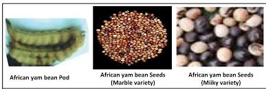 Image result for Sphenostylis