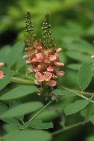 Image result for Indigofera dyeri