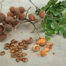 Image result for Dialium schlechteri